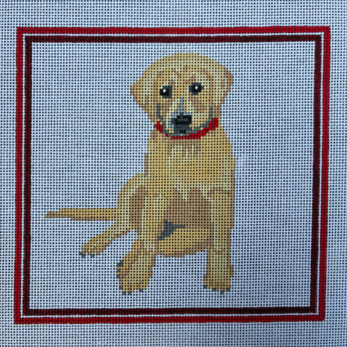 Yellow Labrador