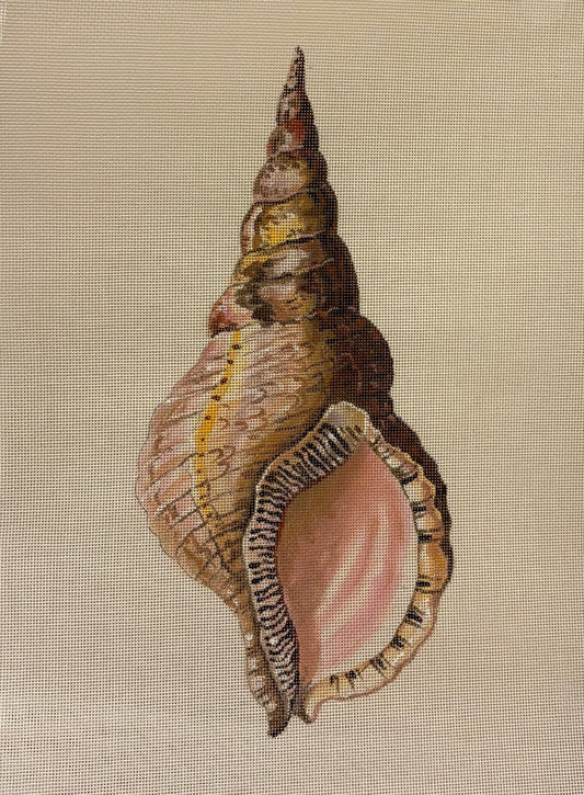 Large Seashell