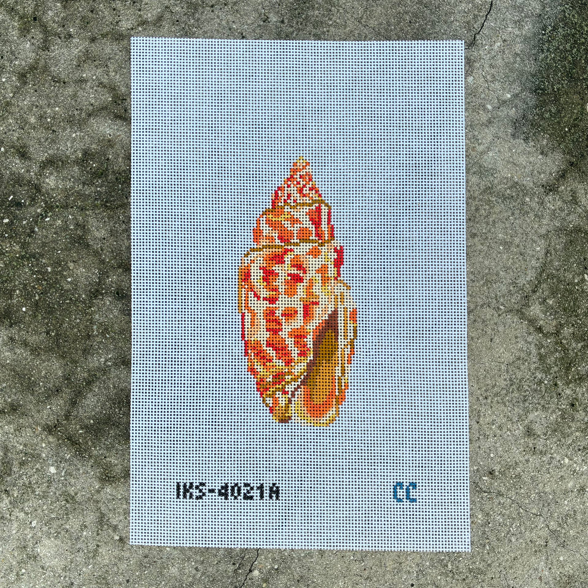 Small Miter Seashell