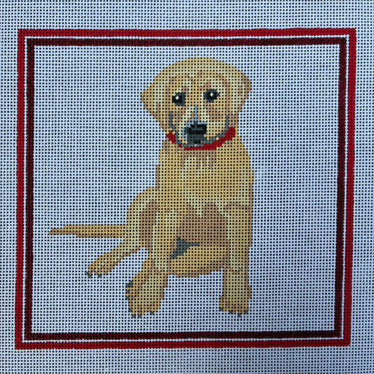 Yellow Labrador