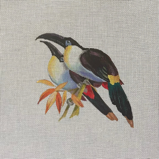 Toucans