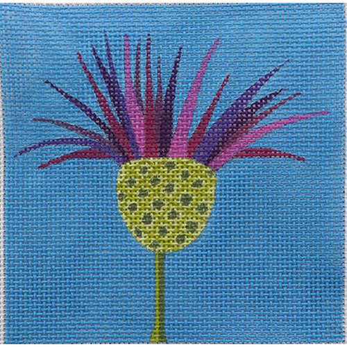 Square Thistle